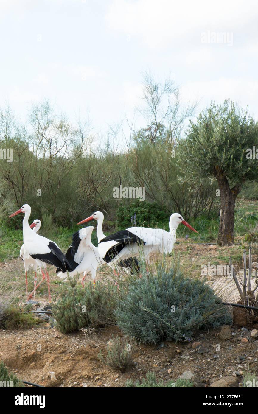 Storks are large, long-legged, long-necked wading birds with long, stout bills. They belong to the family called Ciconiidae, and make up the order Cic Stock Photo