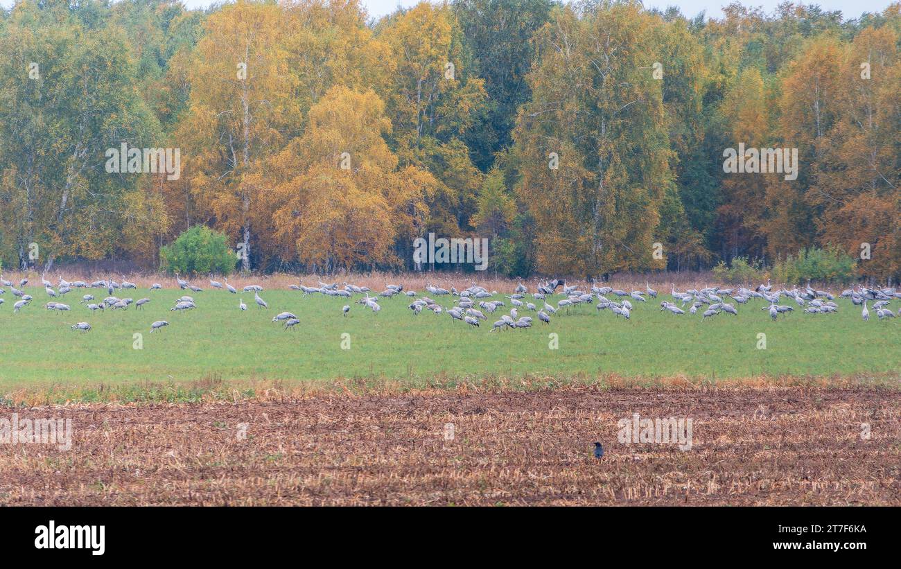 Huge flock of cranes in an early autumn morning in a plowed field ...