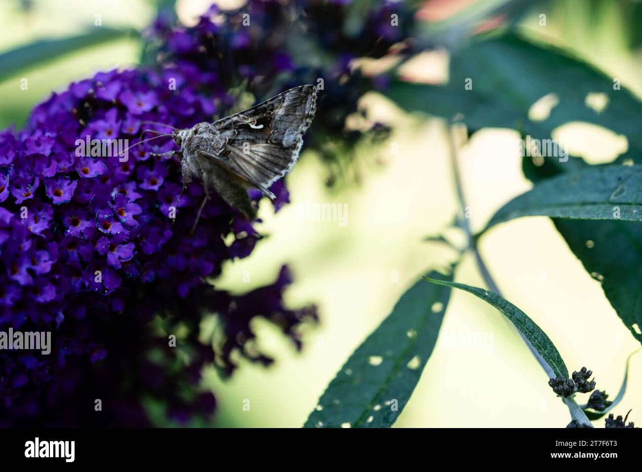 insects on the butterfly bush Buddleja davidii Stock Photo - Alamy