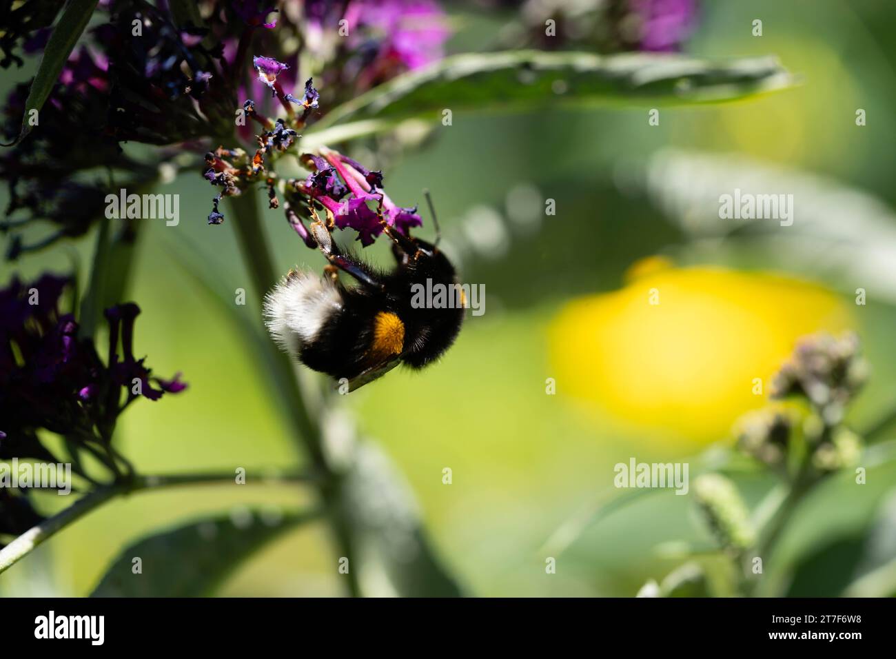 insects on the butterfly bush Buddleja davidii Stock Photo - Alamy