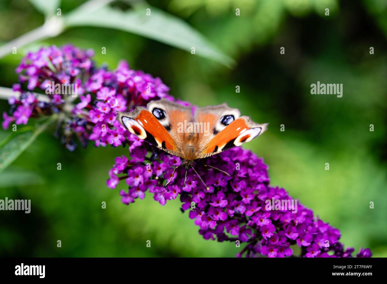 insects on the butterfly bush Buddleja davidii Stock Photo - Alamy