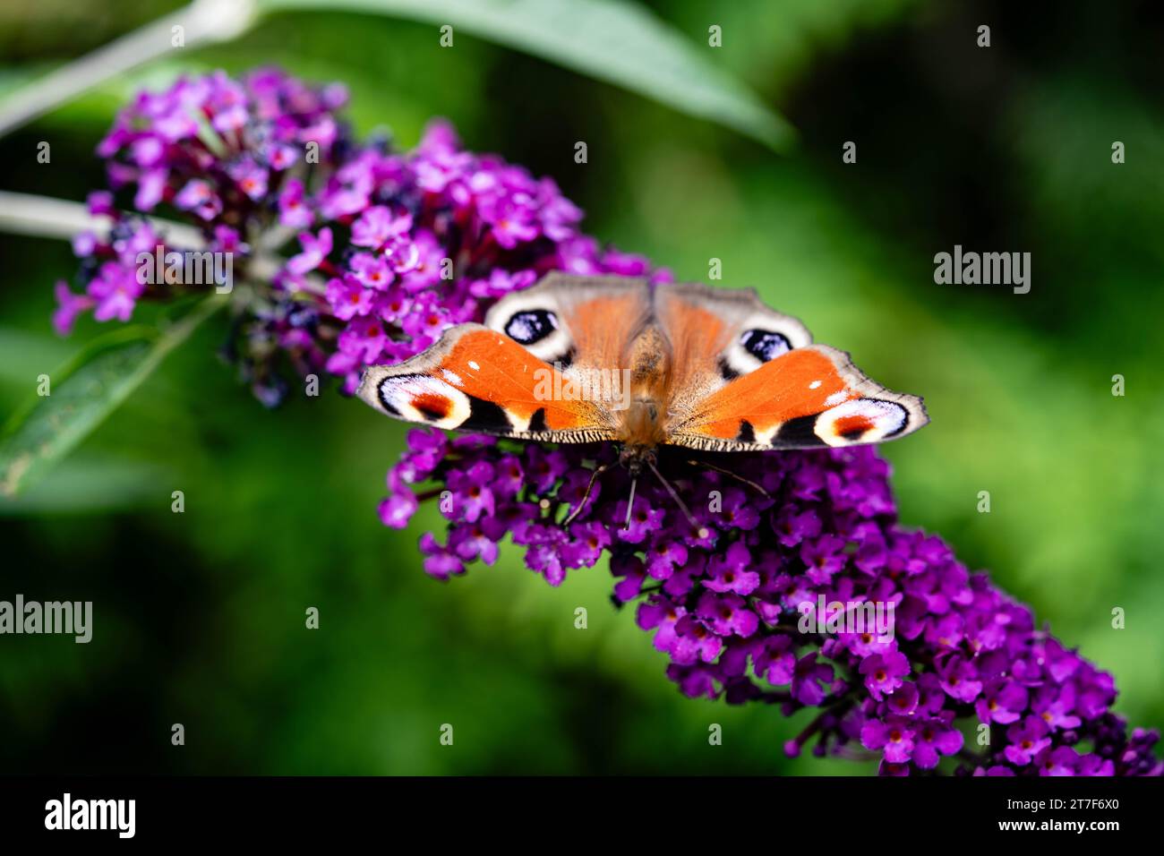 insects on the butterfly bush Buddleja davidii Stock Photo - Alamy