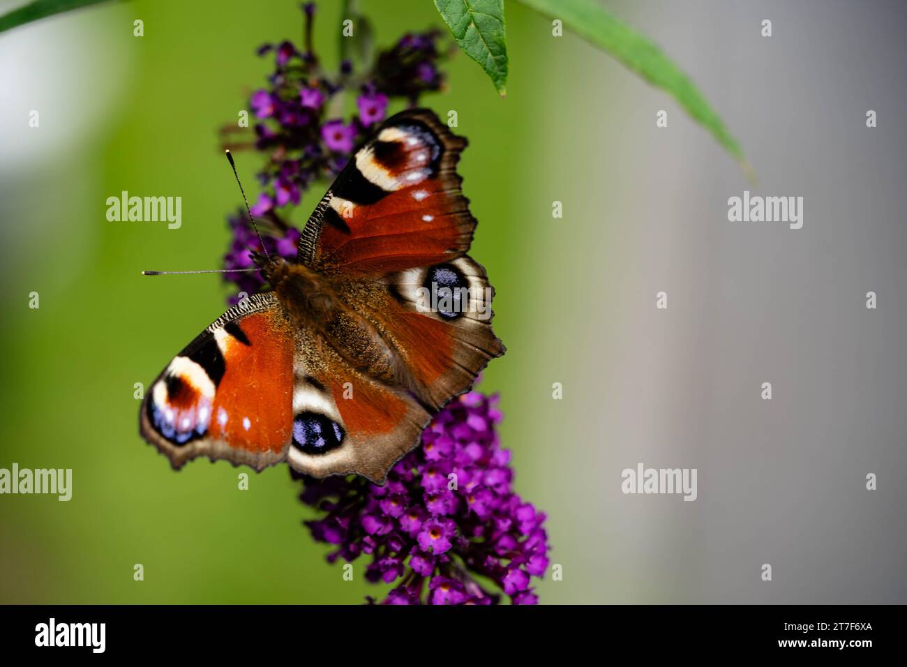 insects on the butterfly bush Buddleja davidii Stock Photo