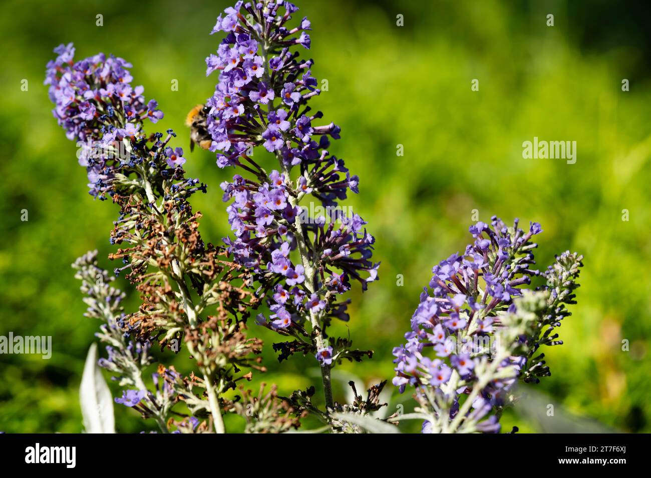insects on the butterfly bush Buddleja davidii Stock Photo - Alamy
