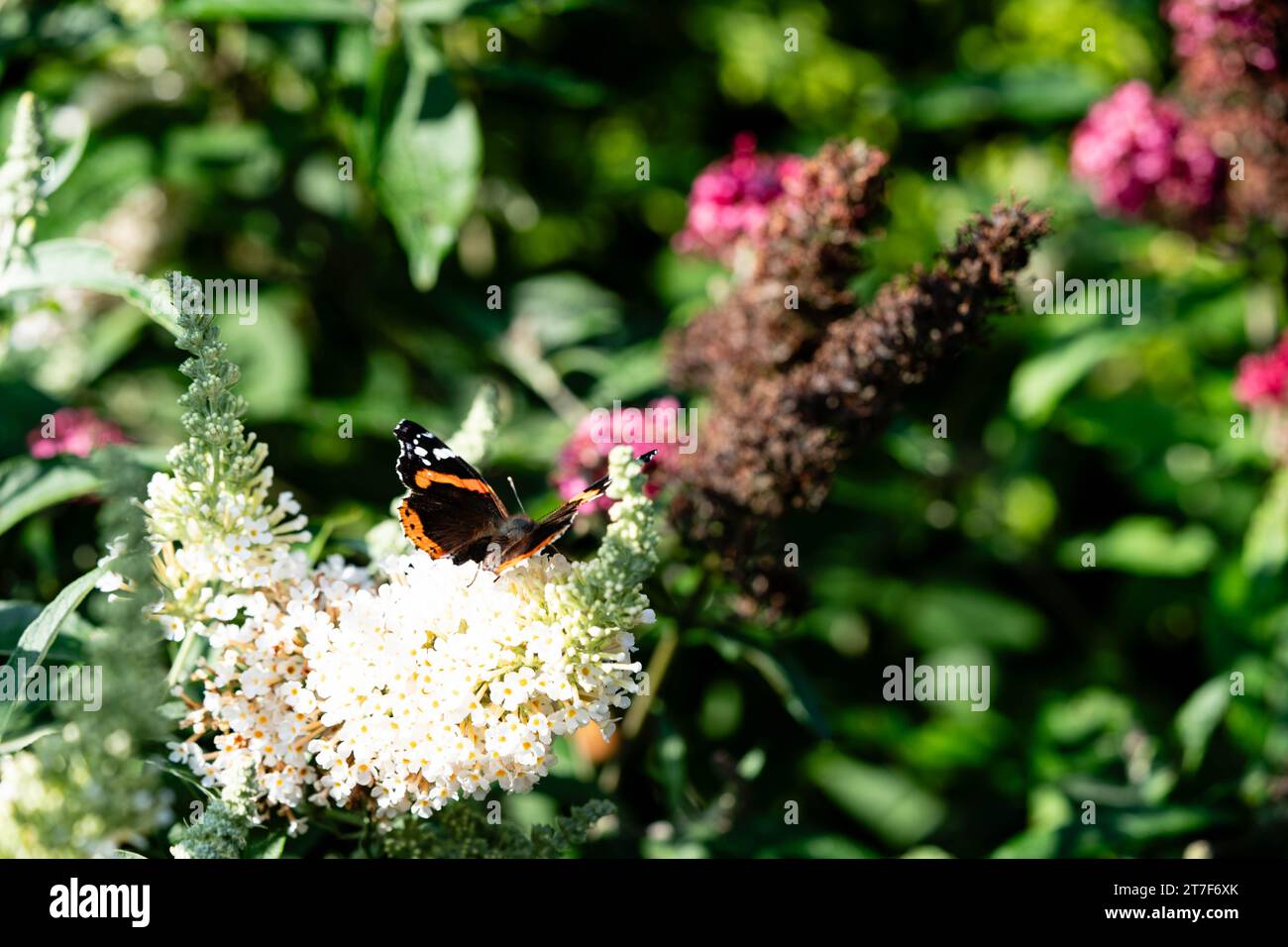 insects on the butterfly bush Buddleja davidii Stock Photo