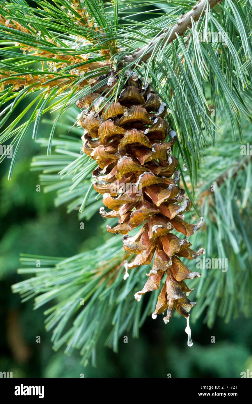 Pinus strobiformis, Cone, White Pine, Needles Limber Pine Stock Photo