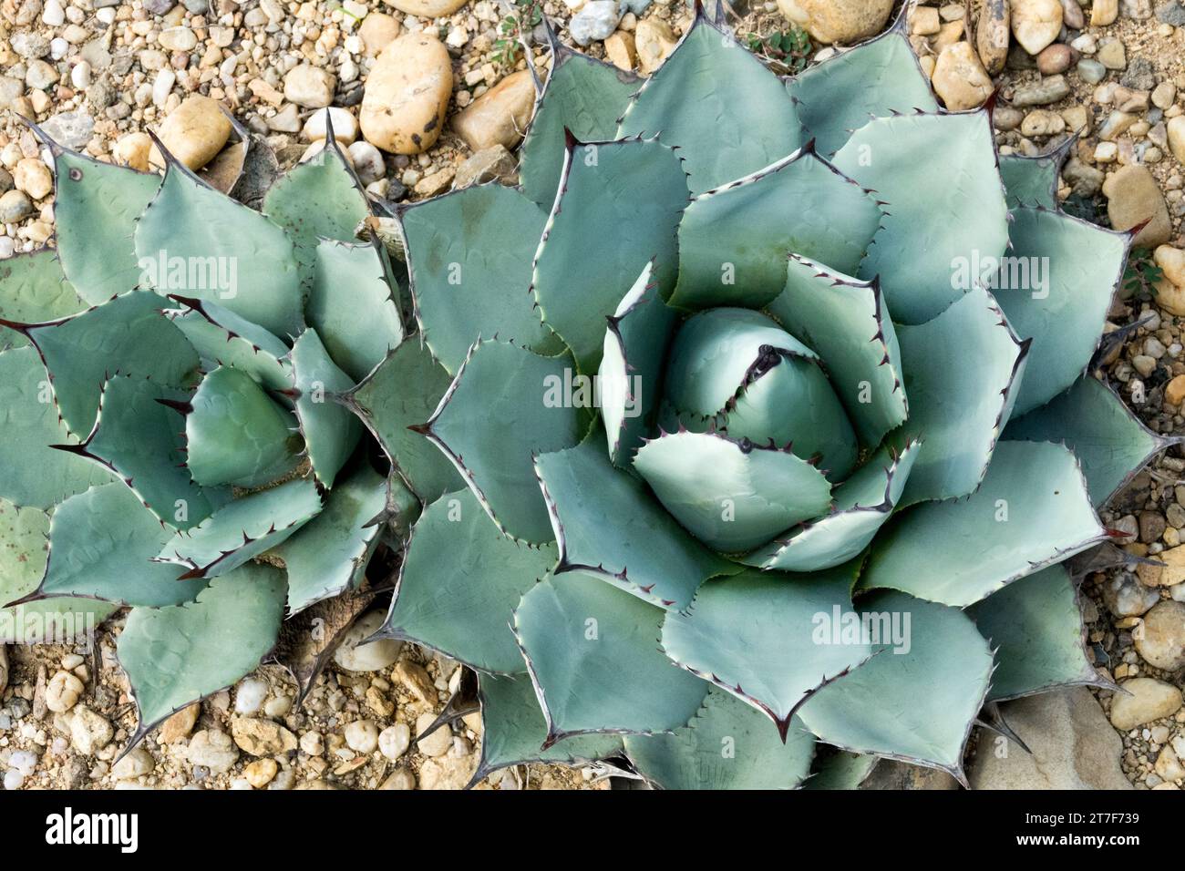 Maguey, Parrys Agave, Agave parryi, North American native, Succulent, Plant Stock Photo