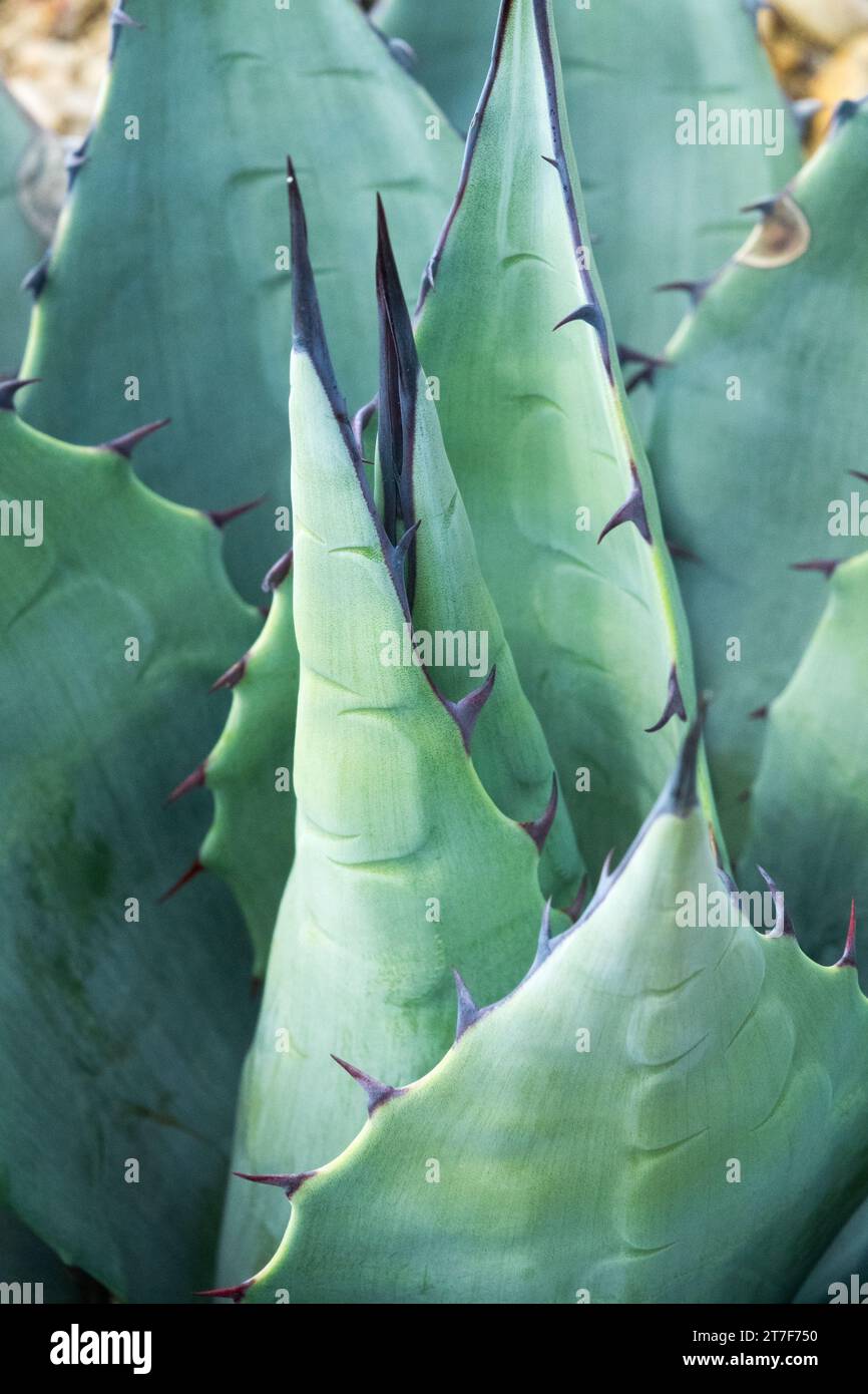 North American native, Maguey, Big Bend Century Plant, Succulent, Agave havardiana, Chisos Agave thorns Stock Photo