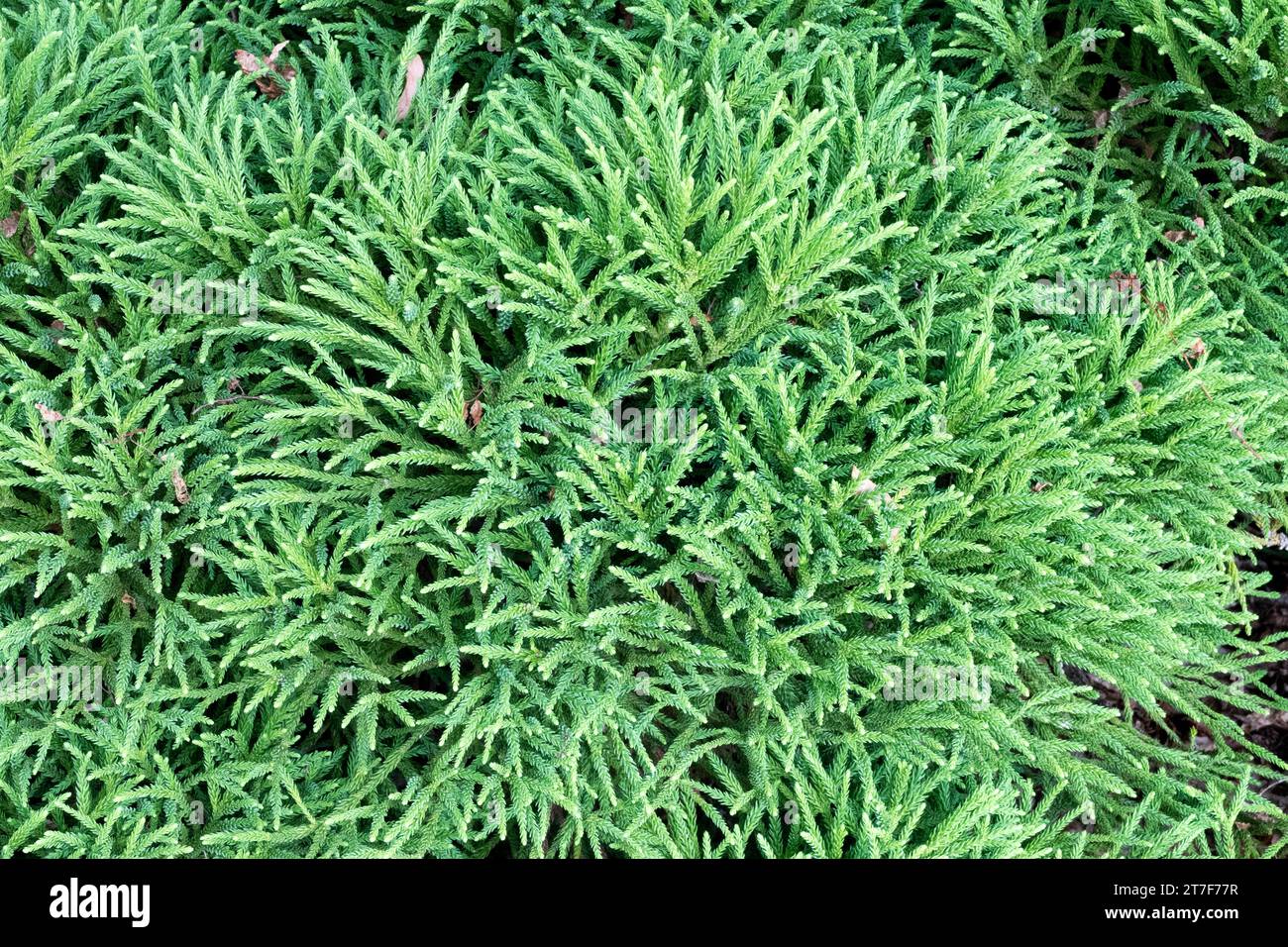 Cryptomeria, Foliage, Japanese cedar, Dwarf, Plant, Cryptomeria japonica 'Vilmoriniana' Stock Photo