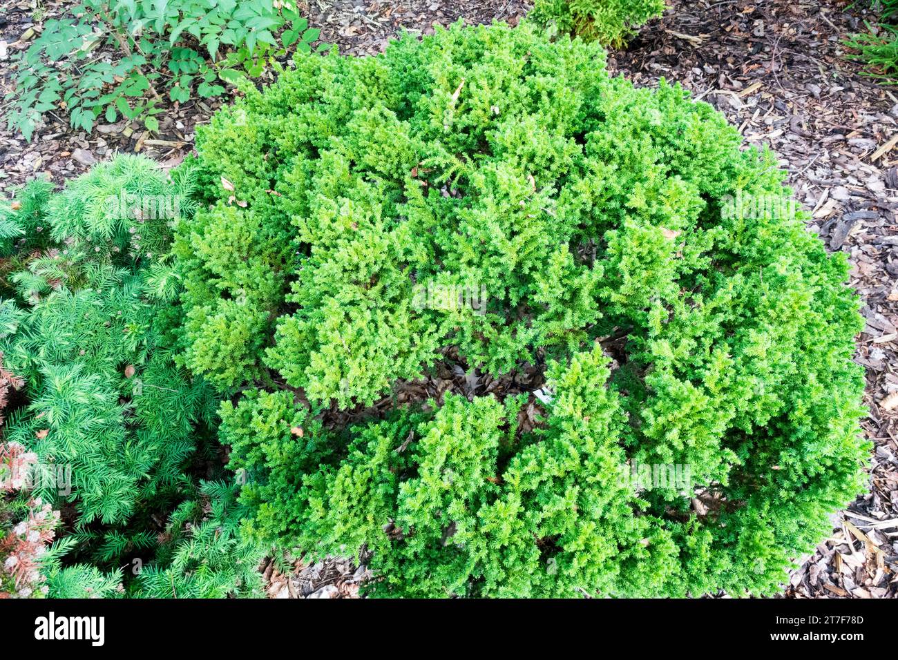 Evergreen, Plant, garden, Japanese cedar dwarf Cryptomeria japonica 'Vilmoriniana' Stock Photo