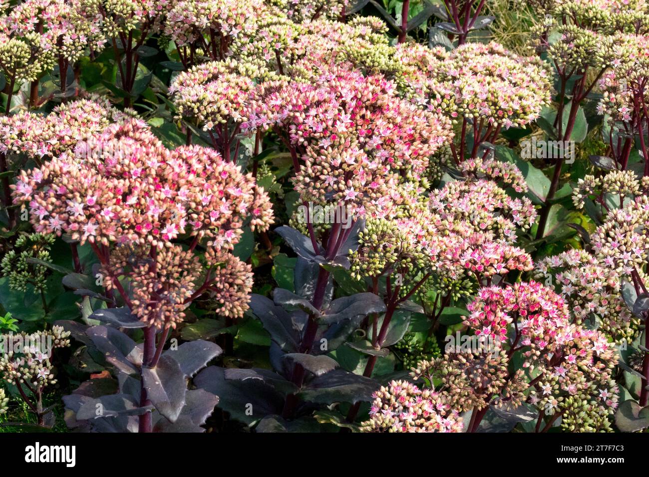 Stonecrop sedum, Hylotelephium telephium 'Joyce Henderson', flowering, Plant Stock Photo