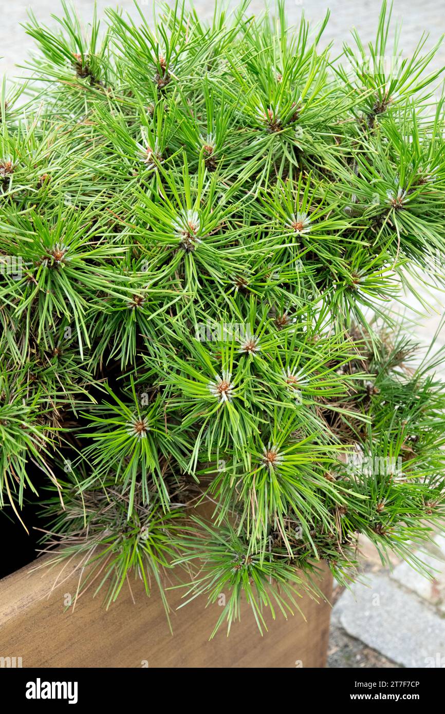 Pinus nigra 'Judes Gem' in pot, Black Pine, dwarf Stock Photo