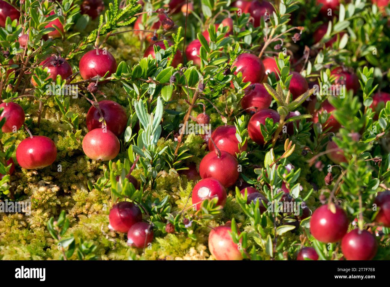 Moss, cranberries, Vaccinium macrocarpon Stock Photo