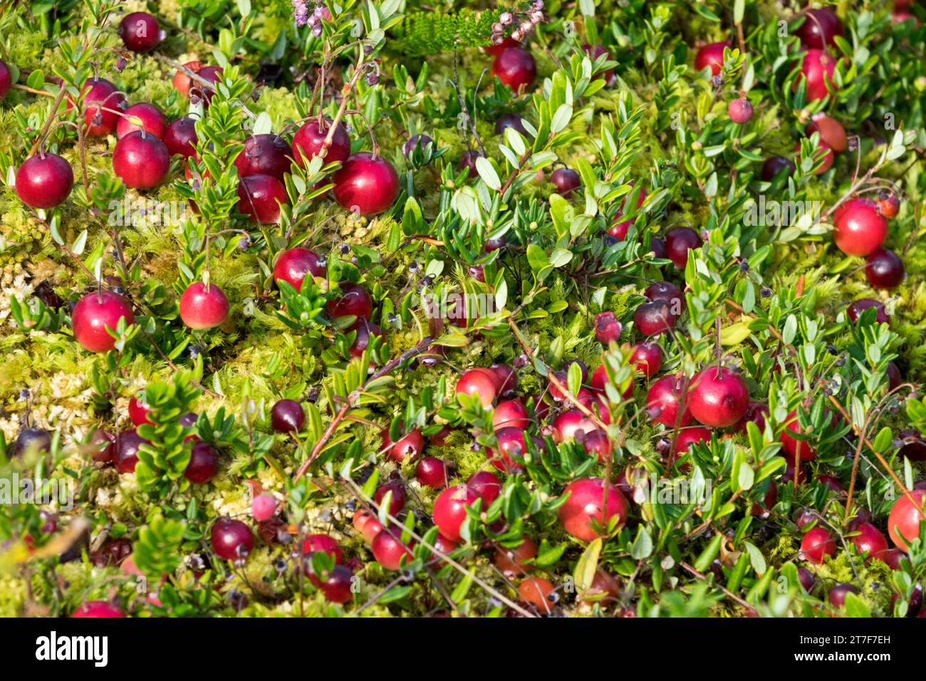 Peat bog, Plant, American Cranberry, Vaccinium macrocarpon, Red, cranberries, Edible, Berries Stock Photo