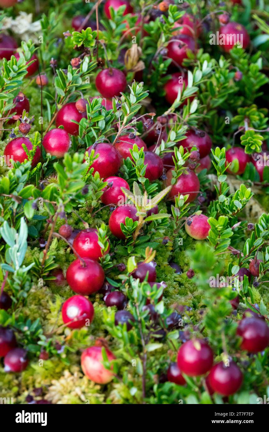 American Cranberry, Vaccinium macrocarpon, Red, Berries Stock Photo