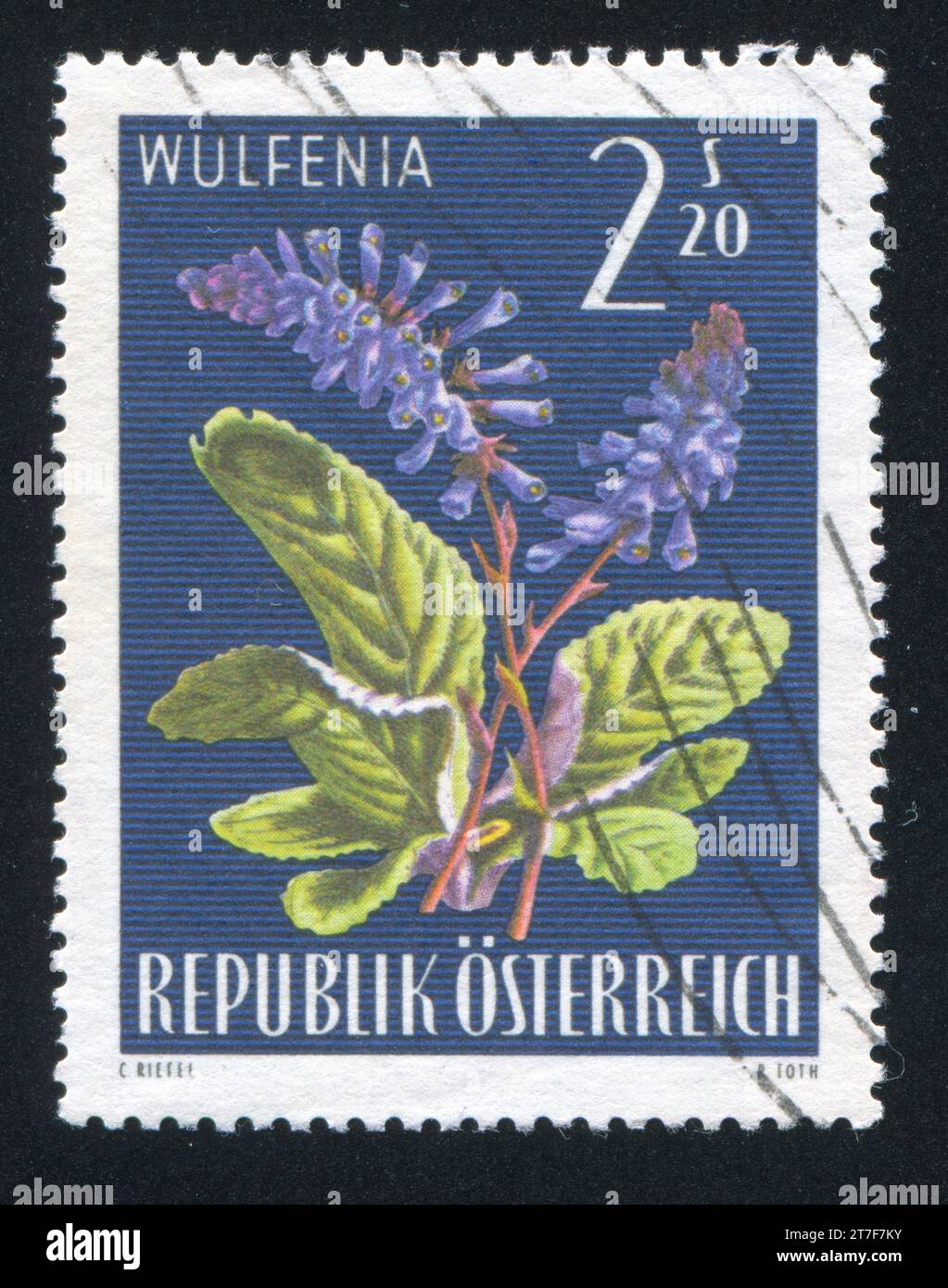 AUSTRIA - CIRCA 1966: stamp printed by Austria, shows Wulfenia carinthiaca, circa 1966 Stock Photo
