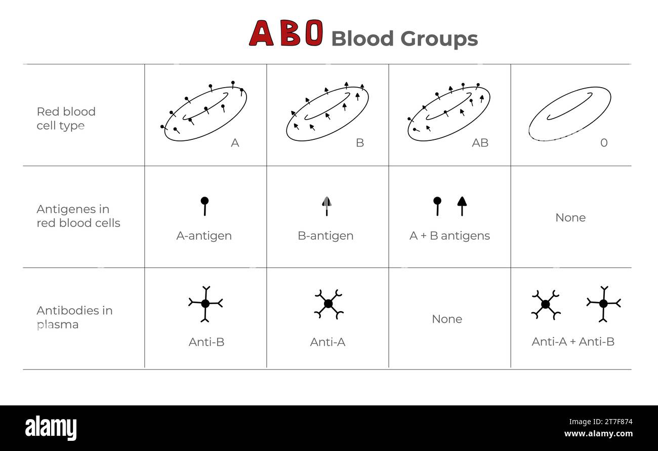 Blood groups, blood types, antigens and antibodies explanation in a