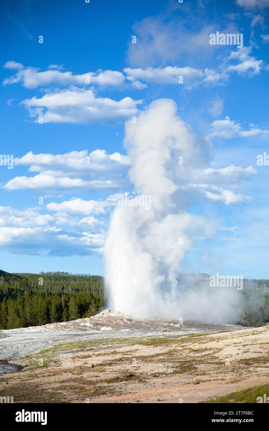 the old faithful geyser erupting in Yellowstone National Park Stock ...