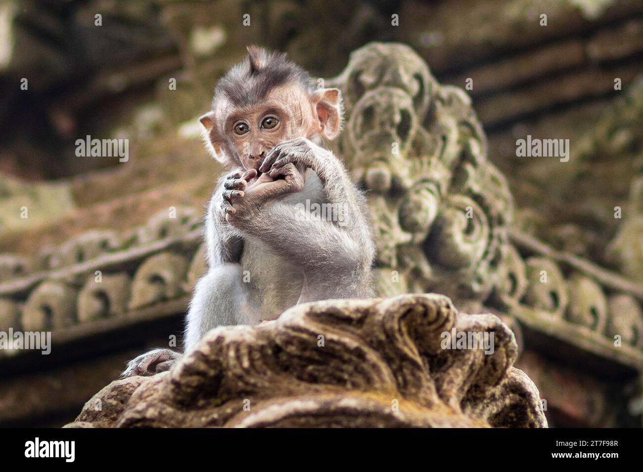 Macaques in monkey park in Ubud, Bali, Indonesia Stock Photo - Alamy