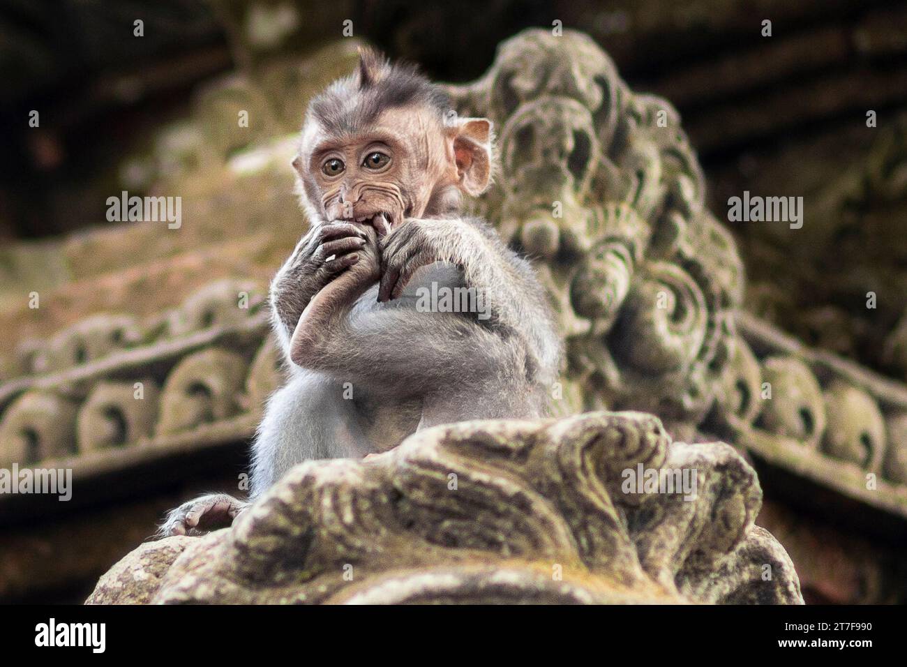 Macaques in monkey park in Ubud, Bali, Indonesia Stock Photo - Alamy