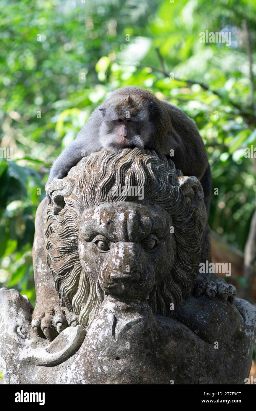 Macaques in monkey park in Ubud, Bali, Indonesia Stock Photo - Alamy