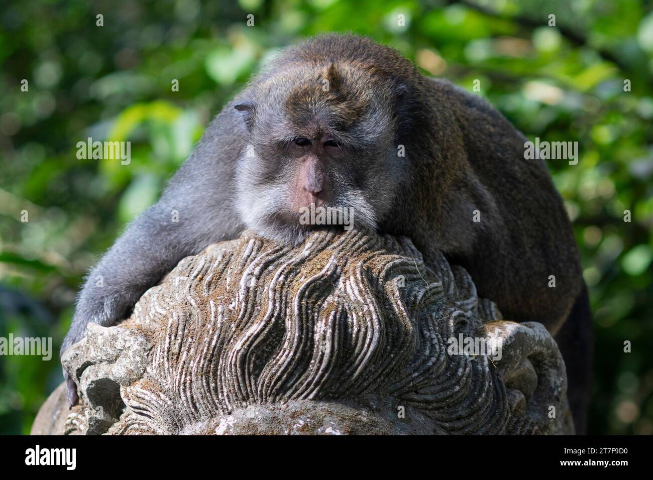 Macaques in monkey park in Ubud, Bali, Indonesia Stock Photo - Alamy