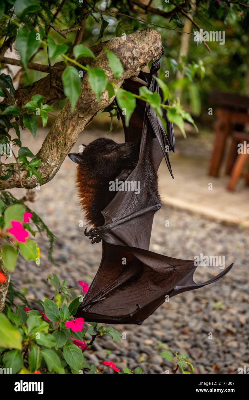 A flying fox on a bush with flowers on the ground in Bali, Indonesia Stock Photo