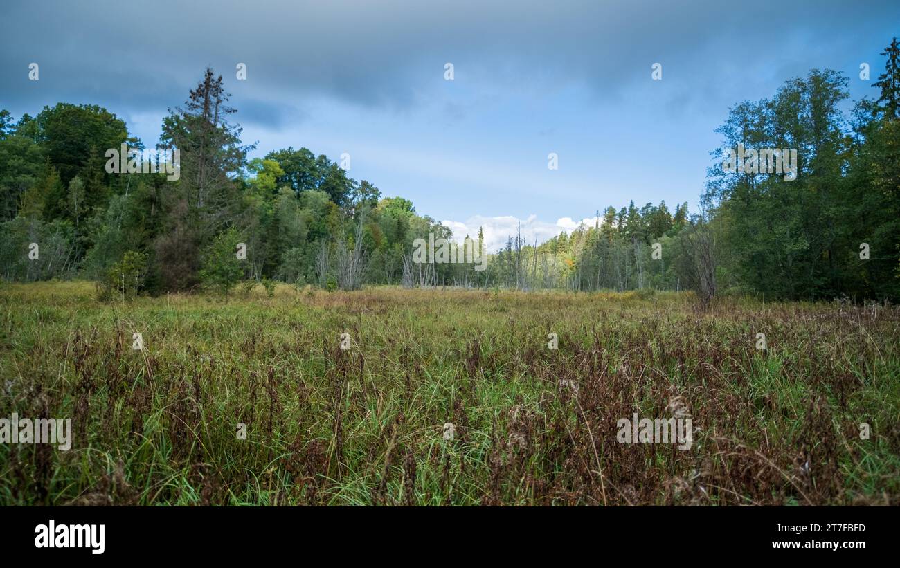 Swampy terrain with plants in summer, features of swamps with different types of plants in summer Stock Photo