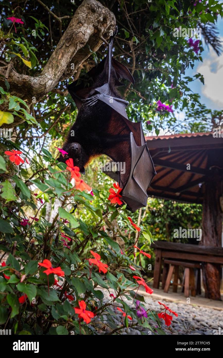 A flying fox on a bush with flowers on the ground in Bali, Indonesia Stock Photo