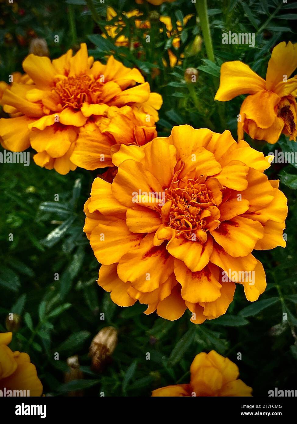 A vibrant, close-up shot of a selection of large blooming flowers in a variety of vivid colors Stock Photo