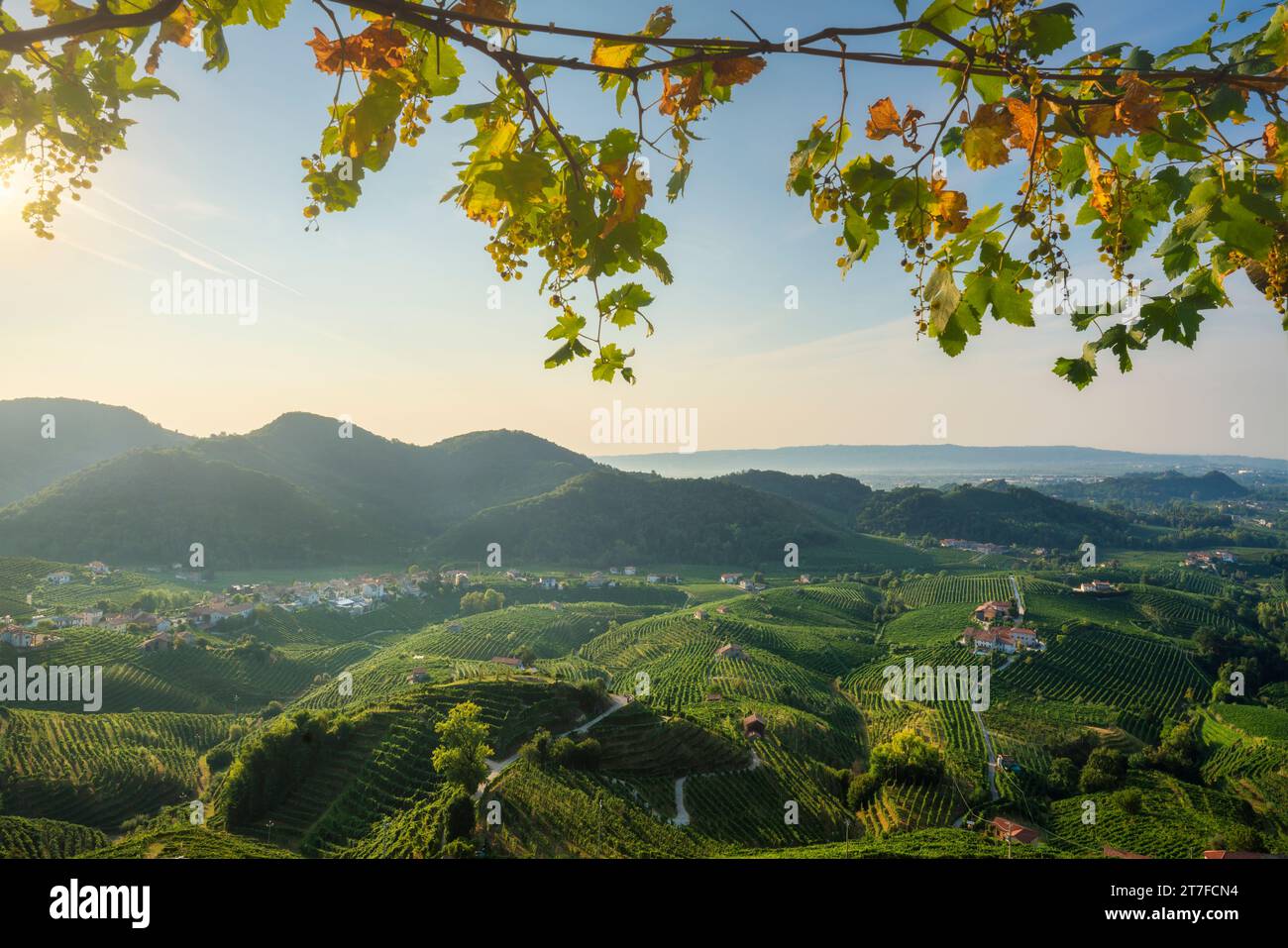 Prosecco Hills, vineyards panoramic landscape in the morning and leaves and grapes as a frame. Unesco World Heritage Site. Valdobbiadene, Treviso prov Stock Photo