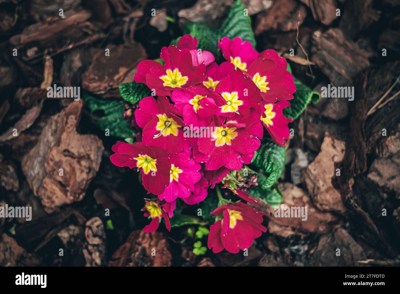 Beautiful  primula acaulis,colorful red yellow flowers with green leaves in ornamental garden,Selective focus Stock Photo