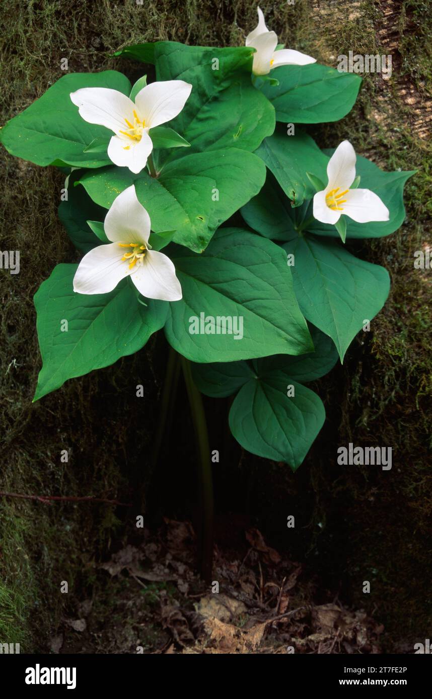 Western trillium (Trillium ovatum) Tryon Creek State Park Oregon