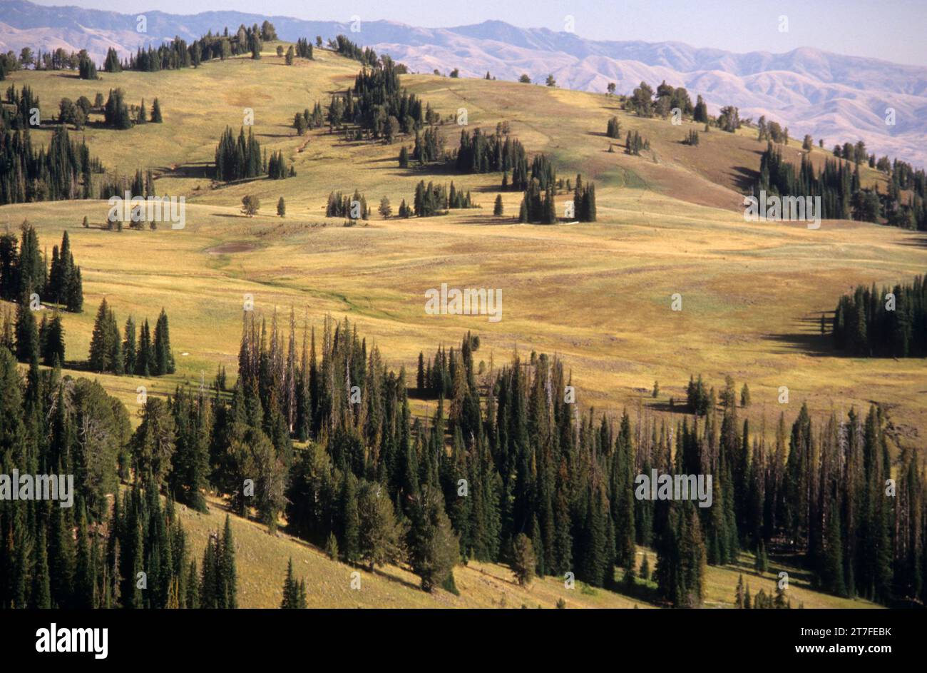 Little Eagle Meadows, Eagle Cap Wilderness, Wallowa-Whitman National