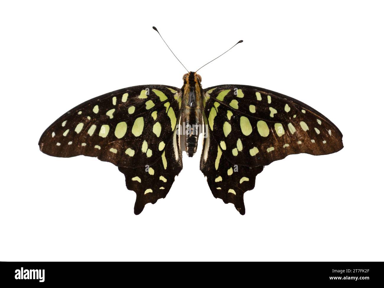 Graphium agamemnon papilionidae butterfly hi-res stock photography and ...