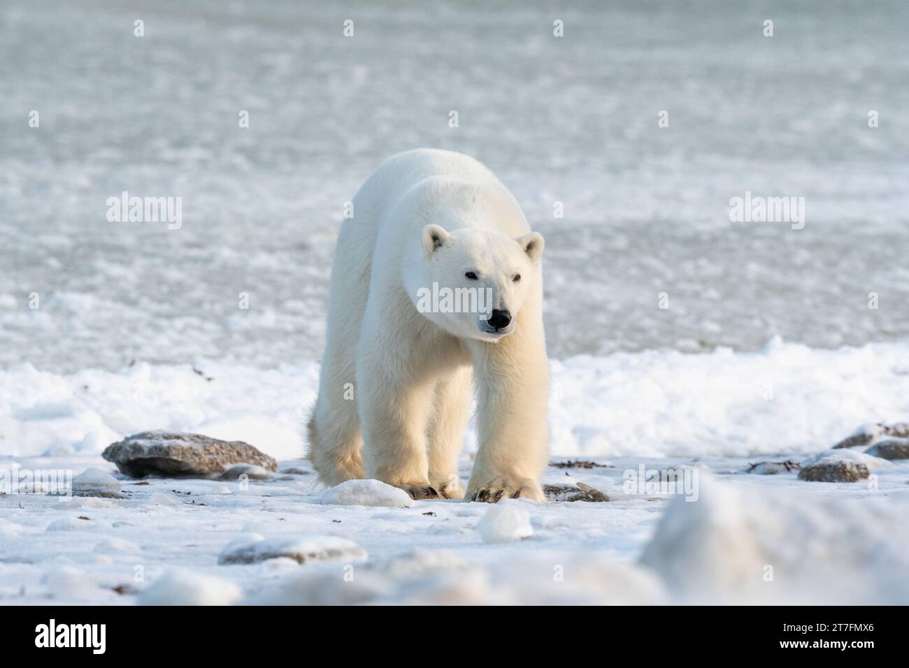 A polar bear walks along the shore of Hudson Bay near Churchill, Manitoba, in November waiting for the ice to freeze. Stock Photo