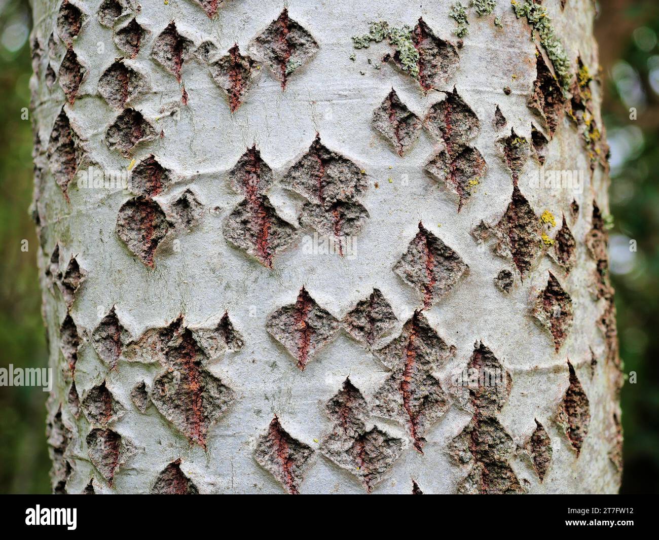 Aspen - The texture of trembling aspen bark is highly decorative and inspiring, providing insects with shelter opportunities. Stock Photo