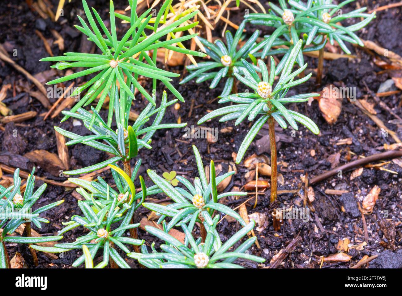 Young fir seedlings in a seedbed Stock Photo