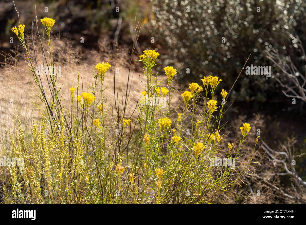Rubber Rabbitbrush, Ericameria nauseosa, in bloom in autumn in ...