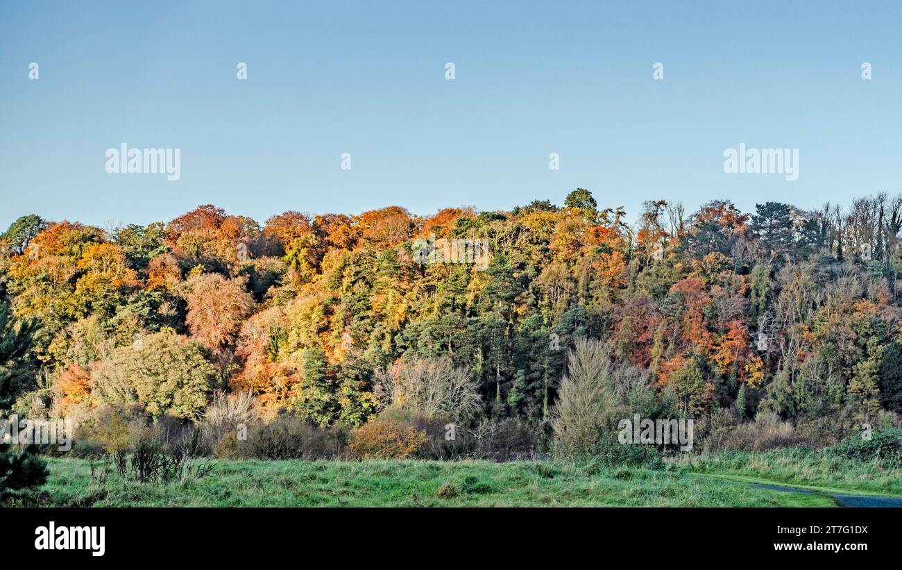 Vibrant autumn forest on a sunny day with colourful foliage in shades of orange, red, and green, viewed from a grassy field under a clear blue sky. Stock Photo