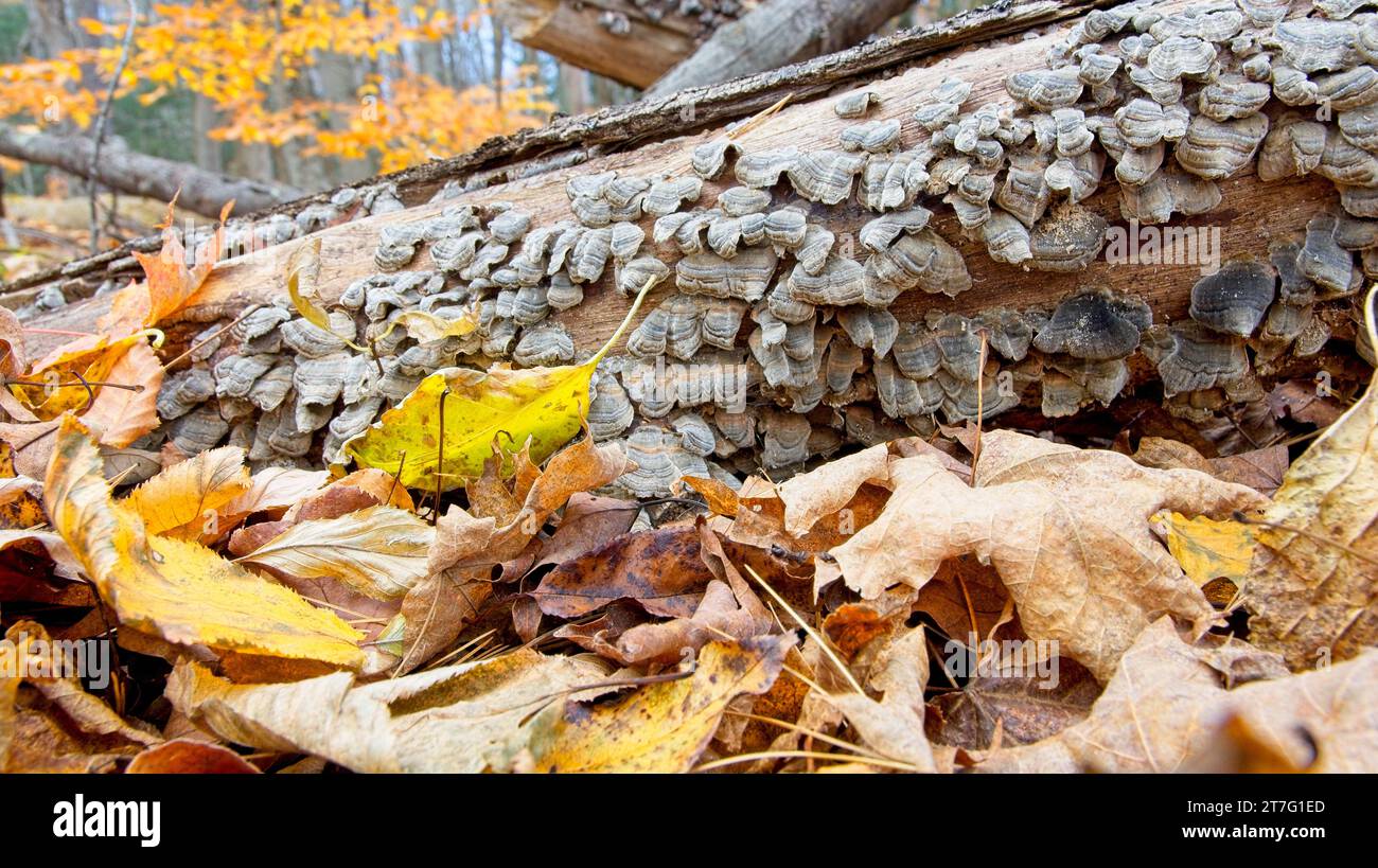 Turkey tail mushrooms (Trametes versicolor), coat fallen log on autumn ...