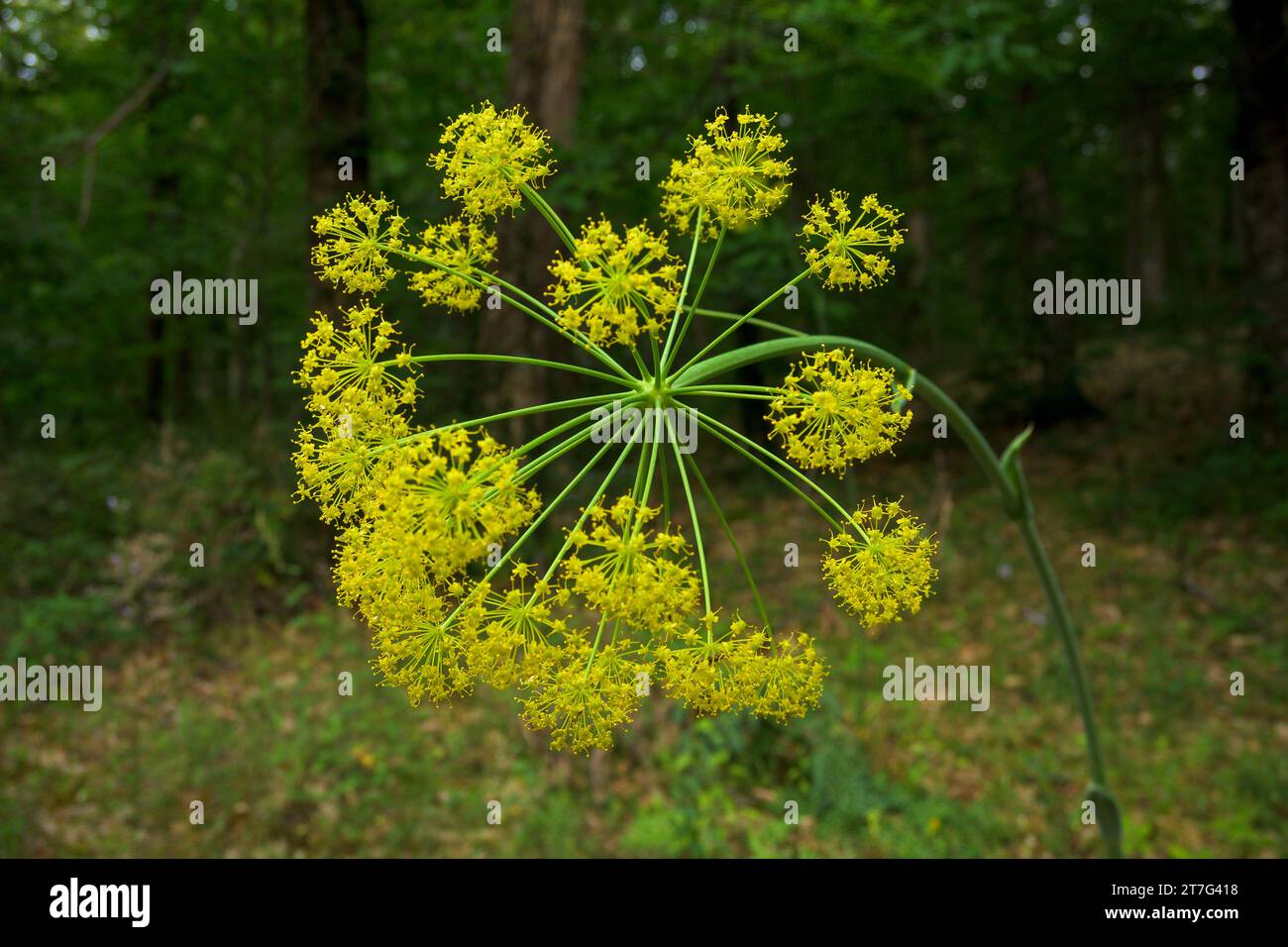 Thapsia villosa zumillo in the middle of a chestnut forest horizontally with yellow and green tones Stock Photo