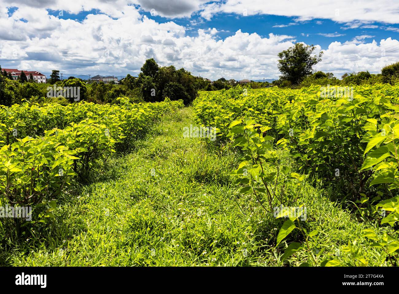 Organic silk farm and factory, mulberry field, Phonsavan, Xiangkhouang