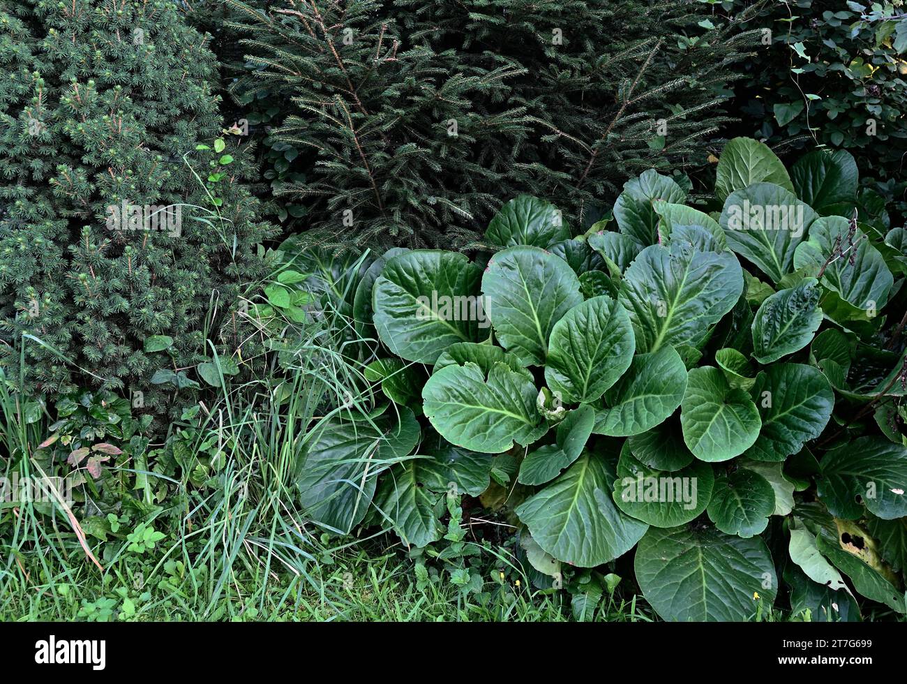 coniferous plants and bergenia in the garden in summer Stock Photo