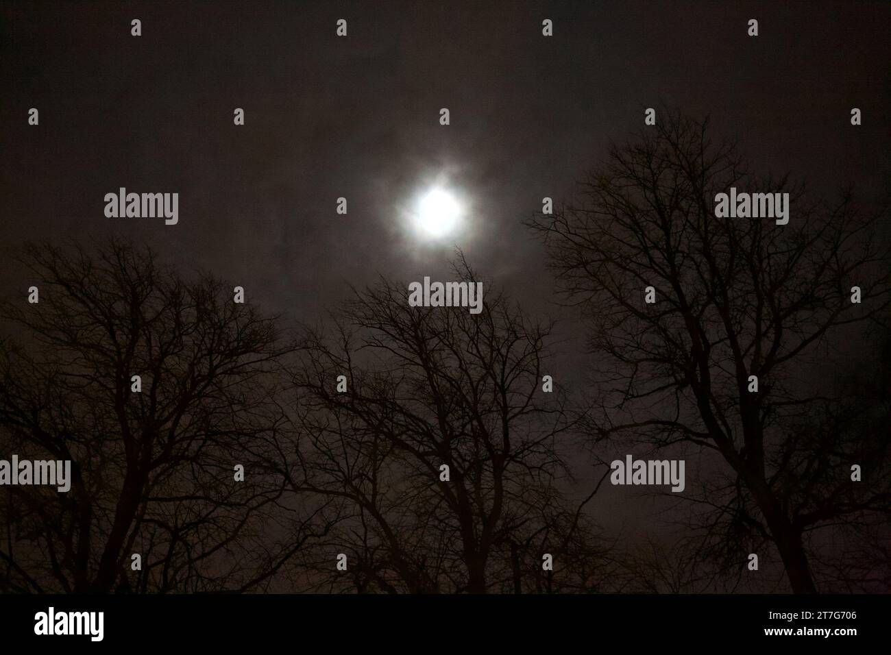 creepy full moon light at night with trees silhouetted against the dark sky. Stock Photo