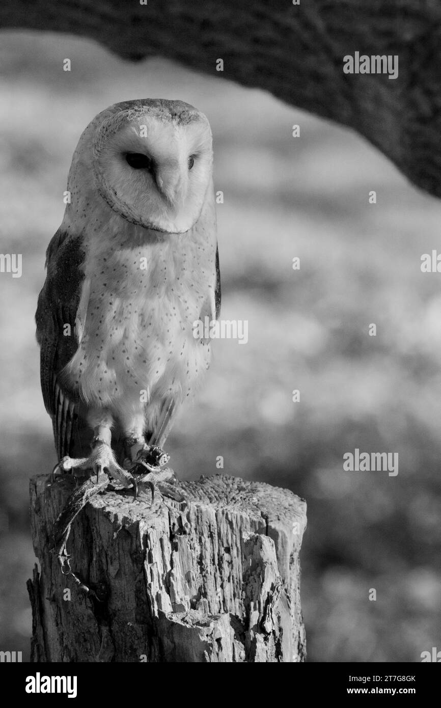 Owls flight Black and White Stock Photos & Images - Alamy