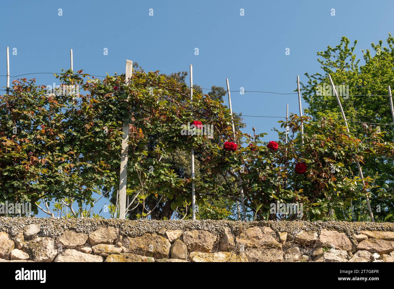 Red rose plant espalier trained on top of the stone wall of a terraced garden in spring, Savona, Liguria, Italy Stock Photo