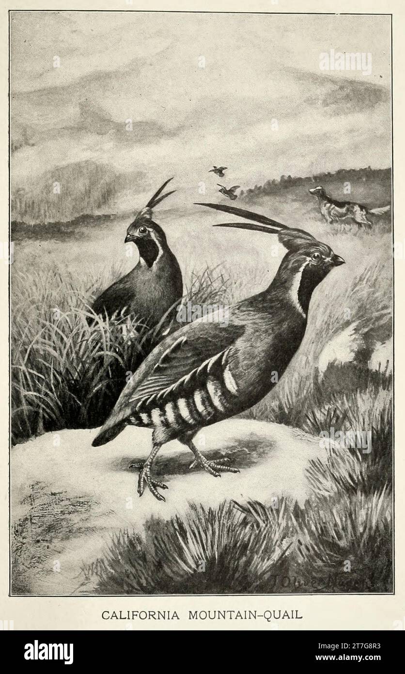California Mountain Quail Stock Photo - Alamy