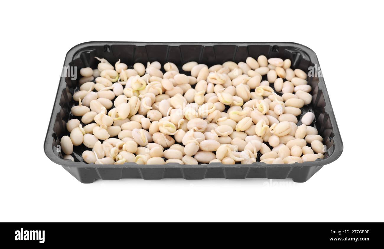 Plastic tray with sprouted kidney beans isolated on white Stock Photo