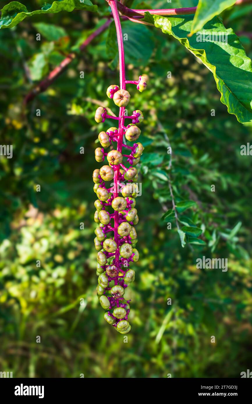 Phytolacca americana, commonly known as American pokeweed, is a robust perennial herbaceous plant belonging to the Phytolacaceae family. With its stri Stock Photo
